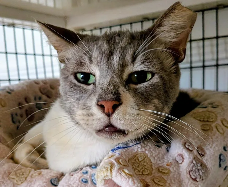 A senior large-sized male Domestic Short Hair cat named Cricket for adoption in St. Augustine, FL
