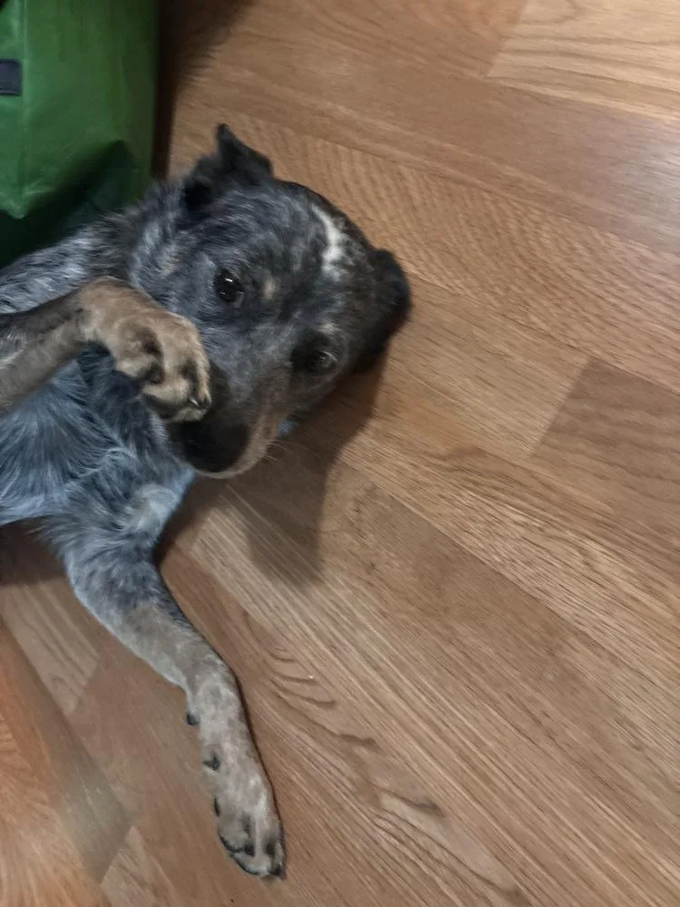 A young medium-sized male Gray / Blue / Silver Australian Cattle Dog / Blue Heeler named Valor for adoption in Clinton Township, MI