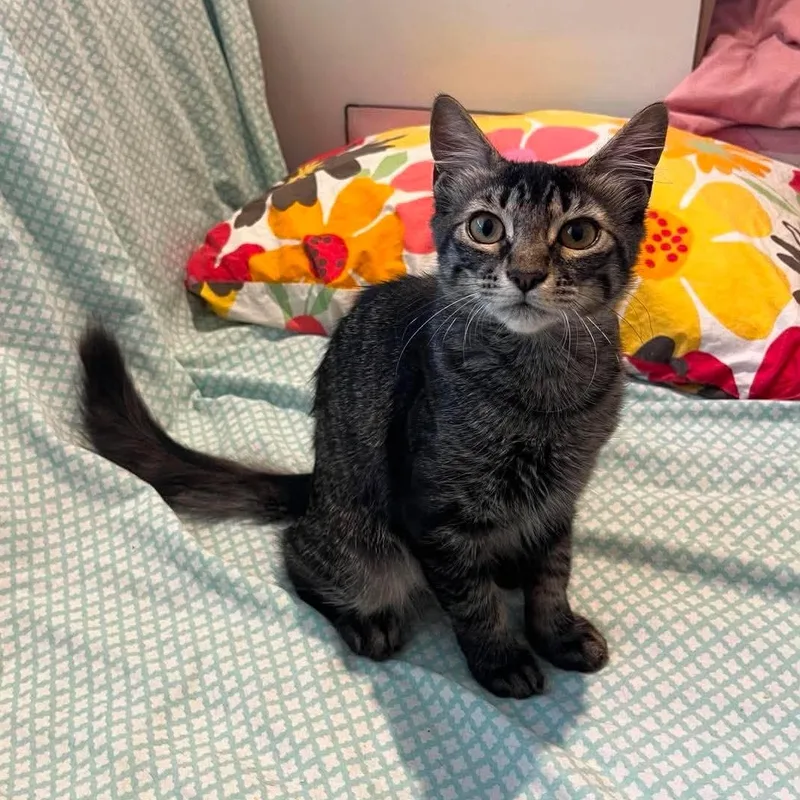 A baby medium-sized female Smoke Domestic Medium Hair cat named Leia for adoption in Santa Clara, CA