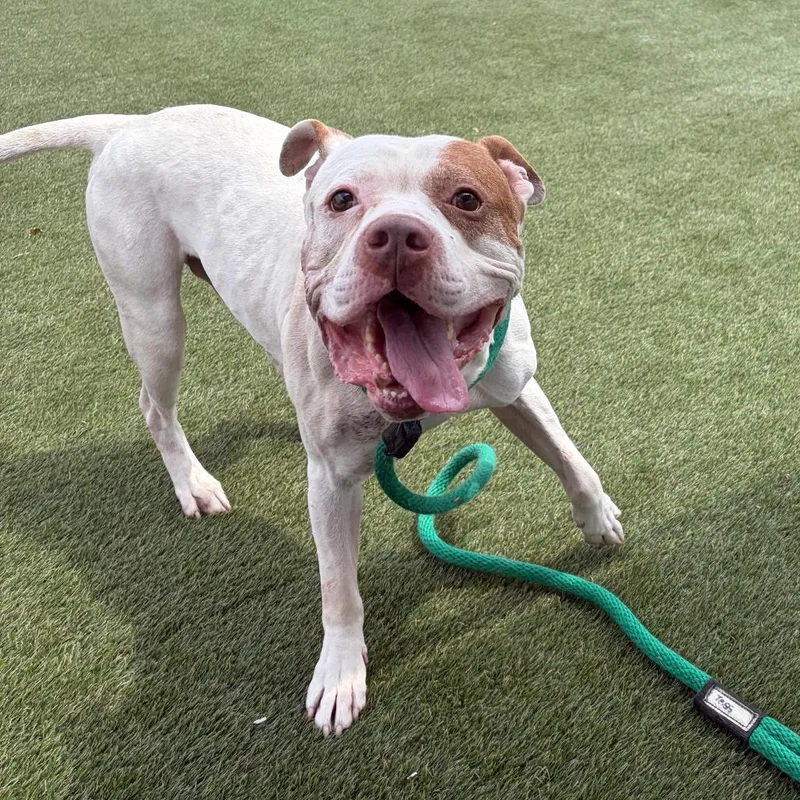 An adult large-sized male White / Cream Mixed Breed dog named Herman for adoption in Philadelphia, PA