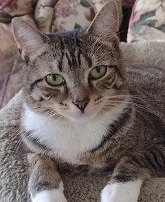 An adult medium-sized female Domestic Short Hair cat named Lena for adoption in Franklin, TN