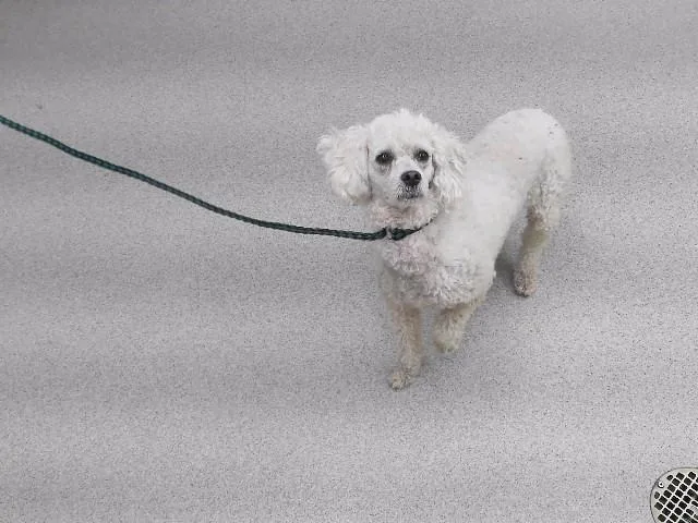 An adult small-sized female Poodle dog named Marta for adoption in Omaha, NE