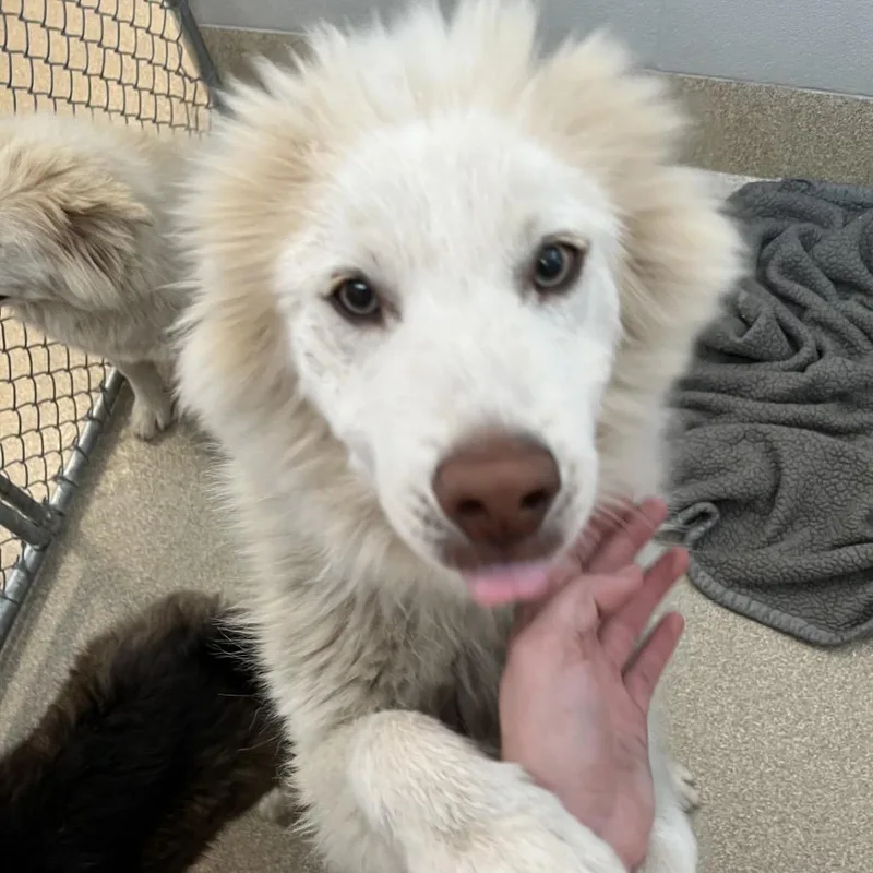 A young medium-sized male White / Cream Husky dog named Spongebob for adoption in Bristol, IN