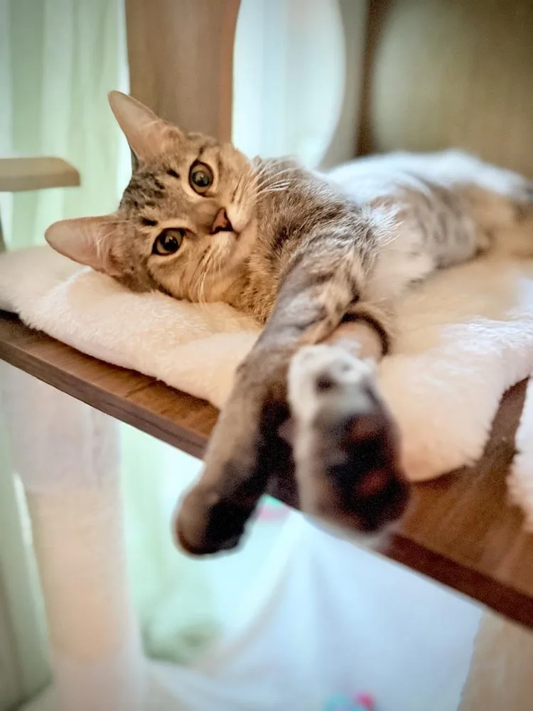A baby small-sized female Tabby cat named Amber for adoption in Dallas, TX