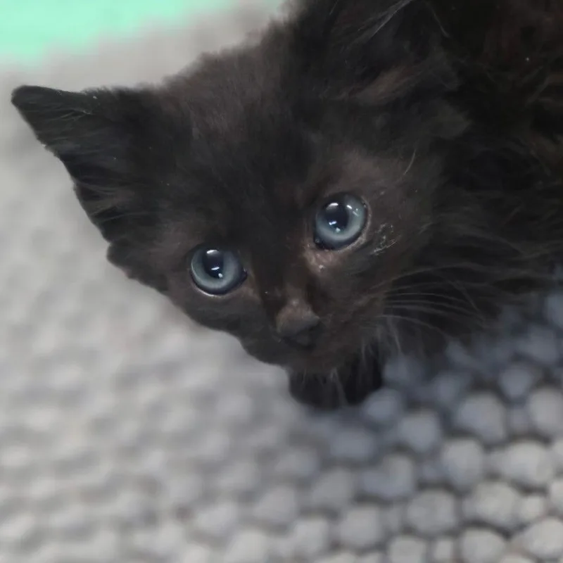 A baby small-sized male Black Domestic Short Hair cat named ThunderMeet me at Plymouth for adoption in Buffalo, MN