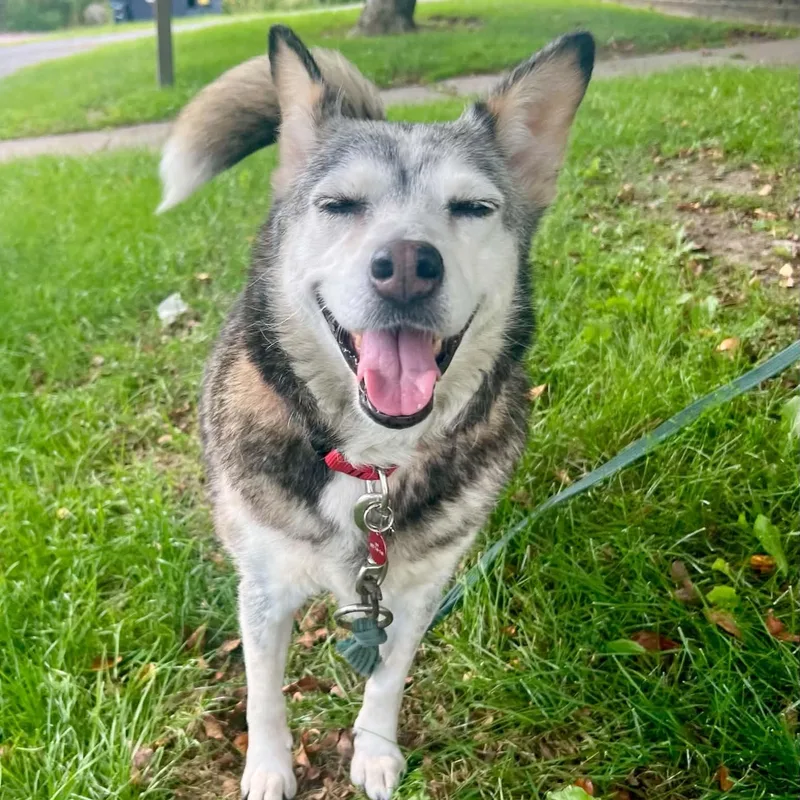 An adult medium-sized female Black Siberian Husky dog named Ivory for adoption in Williston, VT
