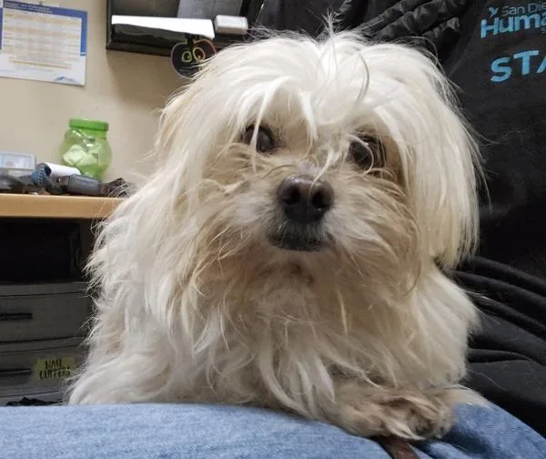 An adult small-sized male Lhasa Apso dog named Winston for adoption in Oceanside, CA