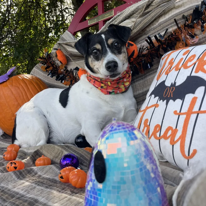 A senior small-sized male Rat Terrier dog named Petey for adoption in Sebring, FL