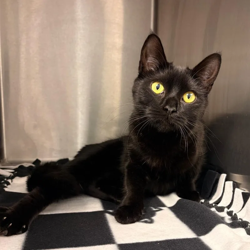 A young medium-sized female Black Domestic Short Hair cat named Licorice for adoption in Englewood, FL