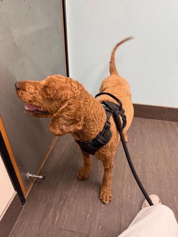 An adult medium-sized male Red / Chestnut / Orange Goldendoodle dog named Kobe for adoption in Partlow, VA