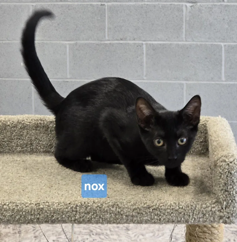 A young medium-sized female Black Domestic Short Hair cat named Nox for adoption in Maggie Valley, NC