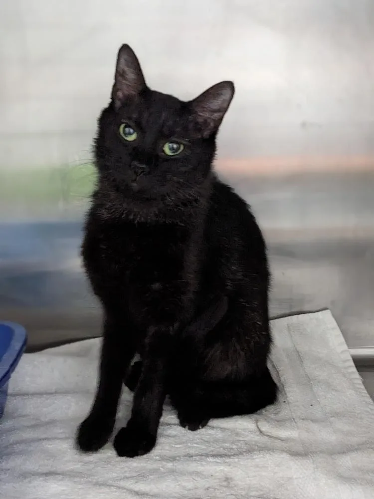An adult medium-sized female Black Domestic Short Hair cat named Midnight Rose for adoption in Lewisburg, TN