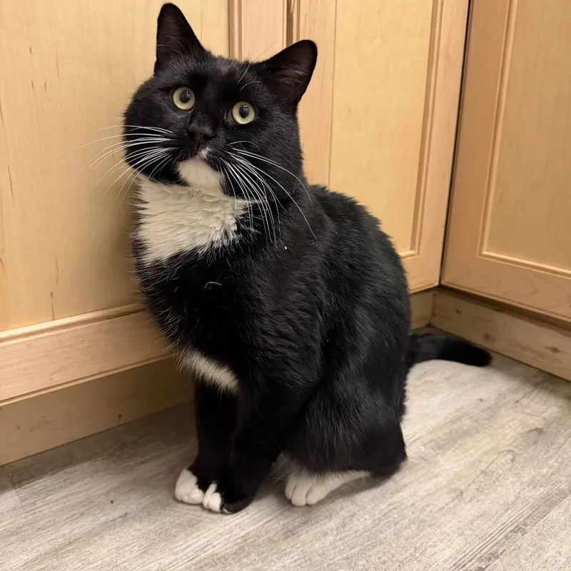 A young large-sized male Black Domestic Short Hair cat named Chess for adoption in Wakefield, MA