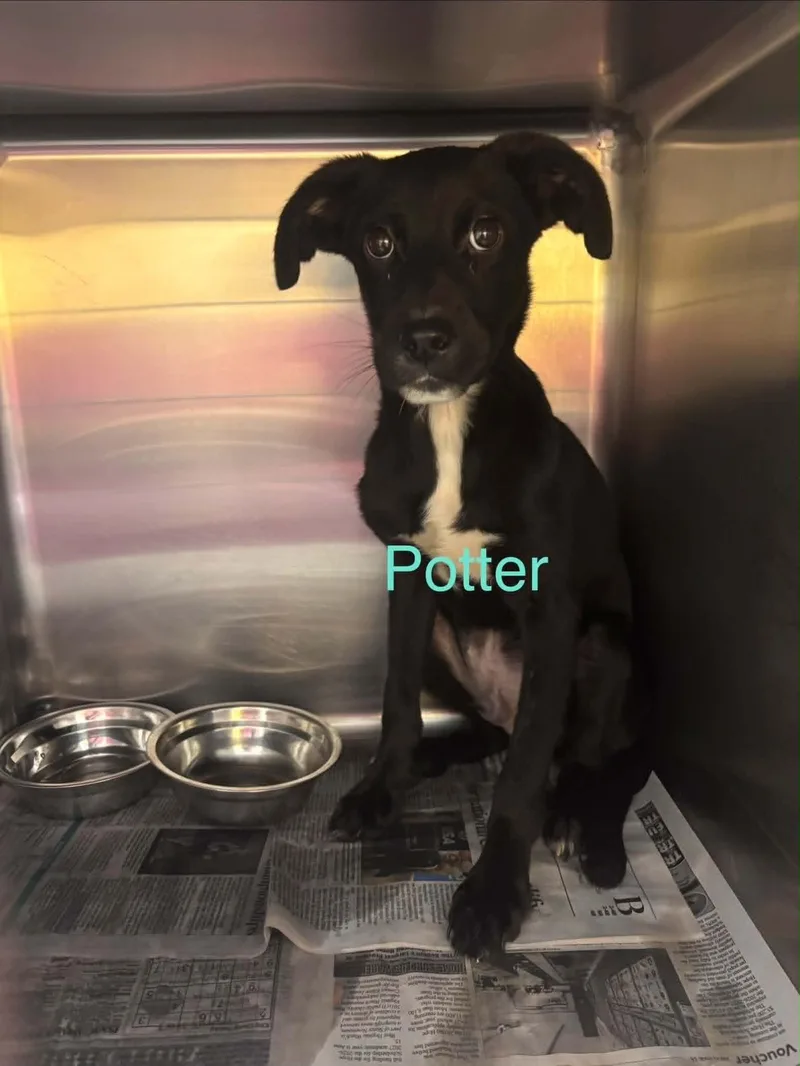A young small-sized male Labrador Retriever dog named Potter for adoption in Fayetteville, WV