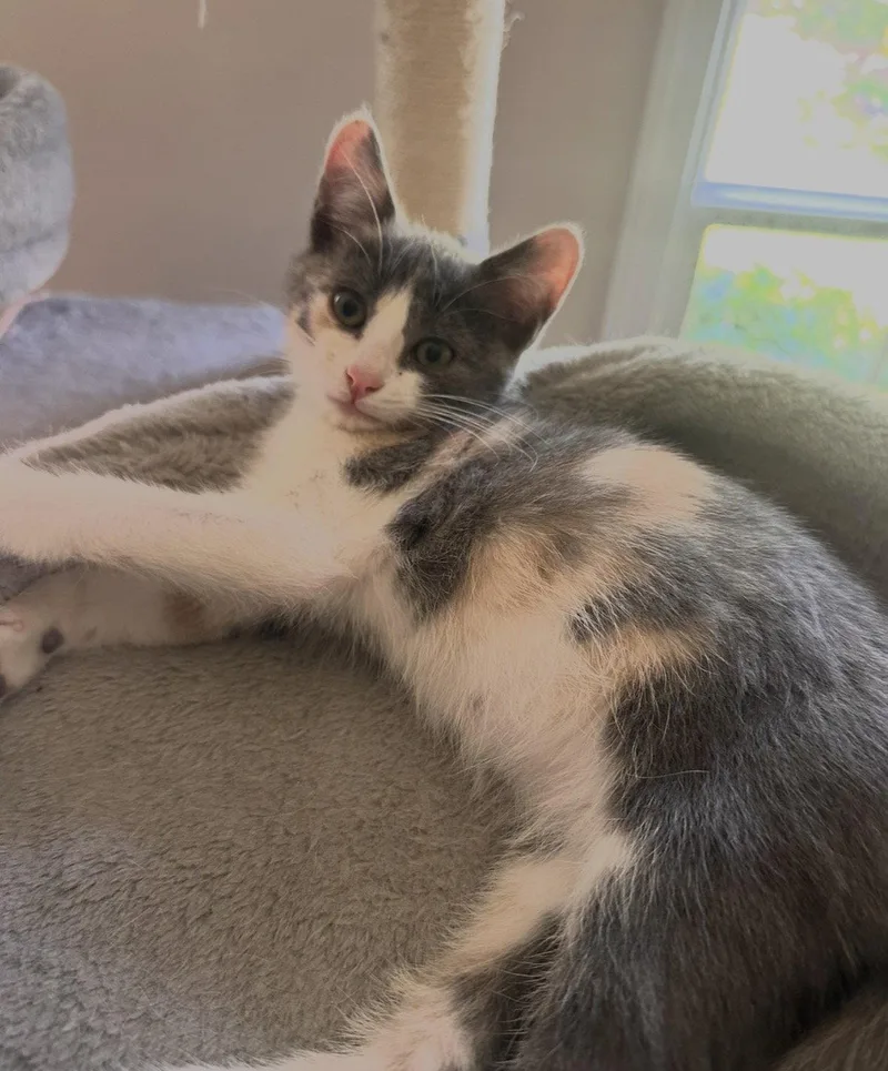 A baby medium-sized female Domestic Short Hair cat named Sydney for adoption in Stewartsville, NJ