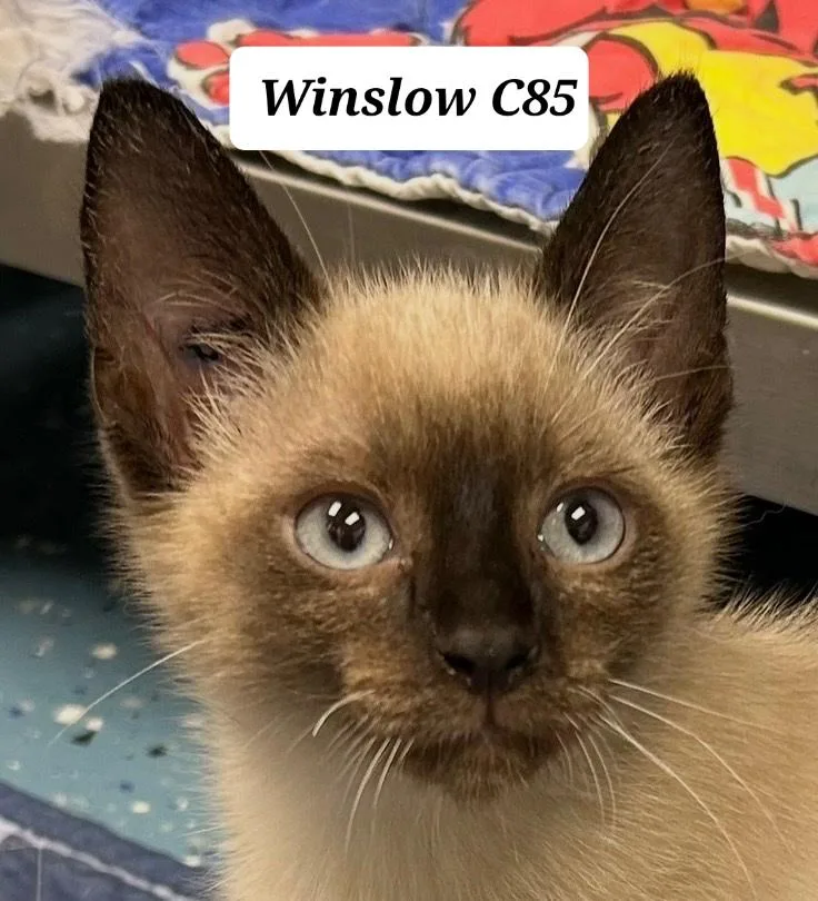 Winslow
