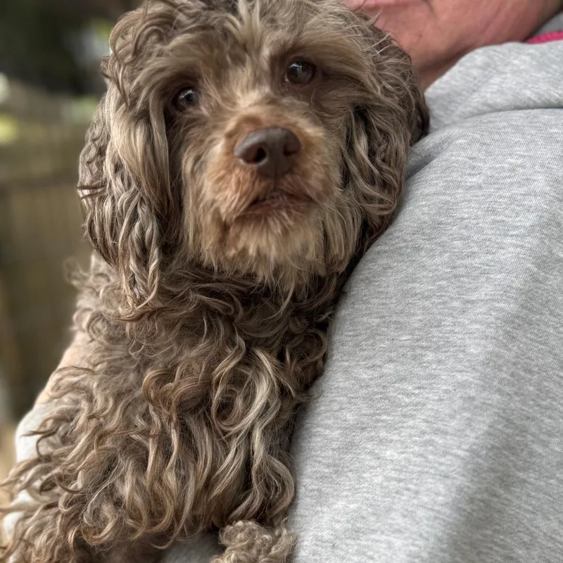 An adult small-sized male Gray / Blue / Silver Poodle dog named Gusto for adoption in Madison, WI