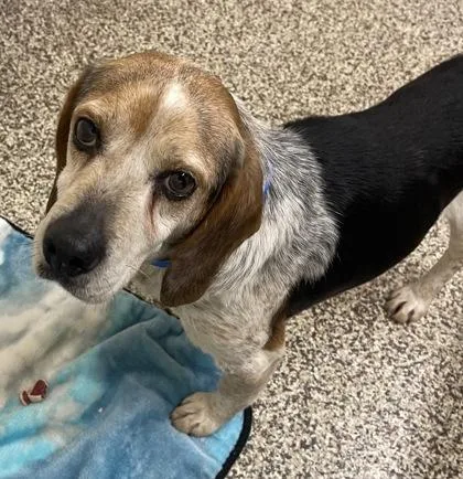 An adult medium-sized male Beagle dog named Chicken for adoption in Westland, MI