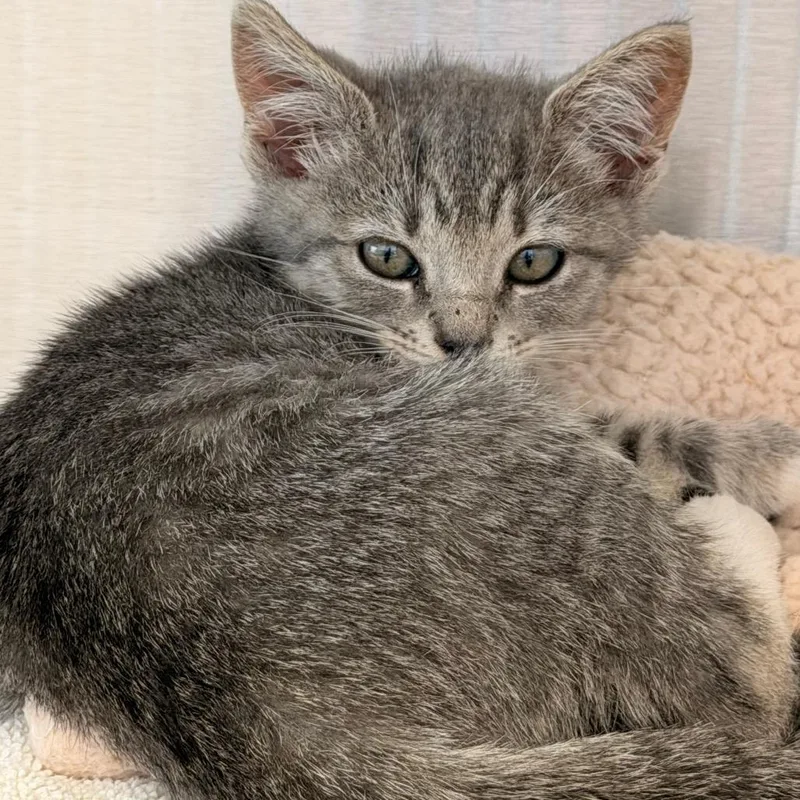 A baby small-sized female Gray / Blue / Silver Domestic Short Hair cat named Sylvie for adoption in Madisonville, TN