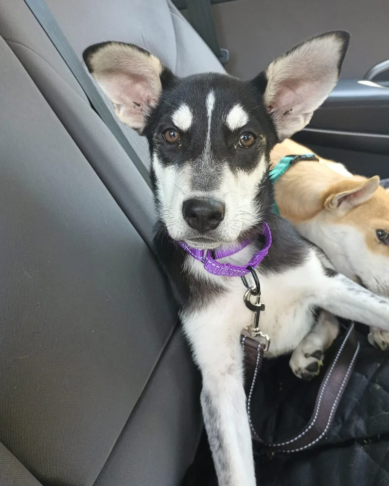 A baby medium-sized male Mixed Breed dog named Noir for adoption in Highland, NY