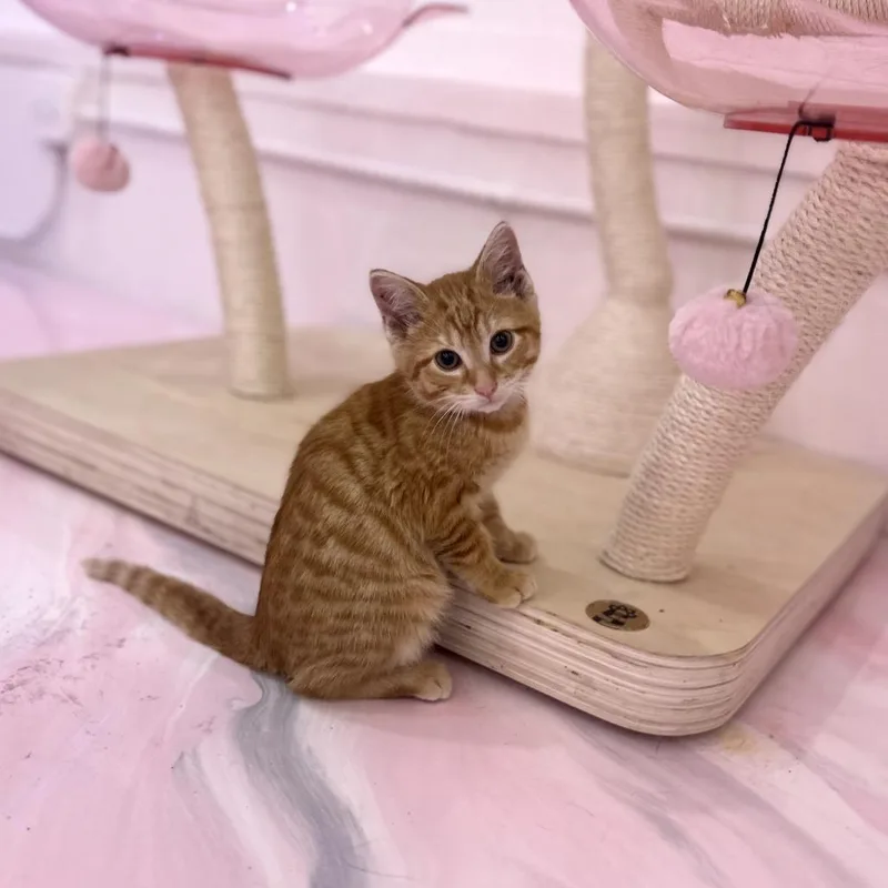 A baby small-sized male Orange / Red Domestic Short Hair cat named Blaze for adoption in Forest Park, IL