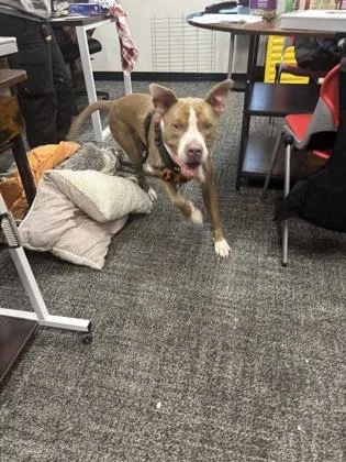 An adult medium-sized male Mixed Breed dog named Blanco for adoption in West Chester, PA