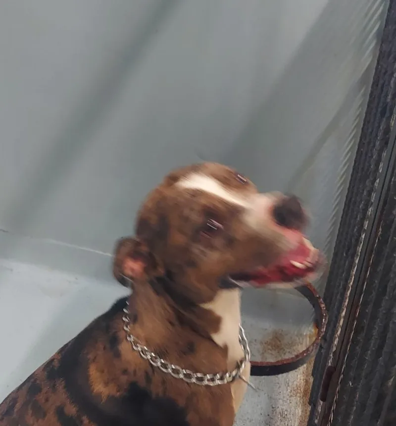 A young large-sized male Mixed Breed dog named Speck for adoption in Cartersville , GA