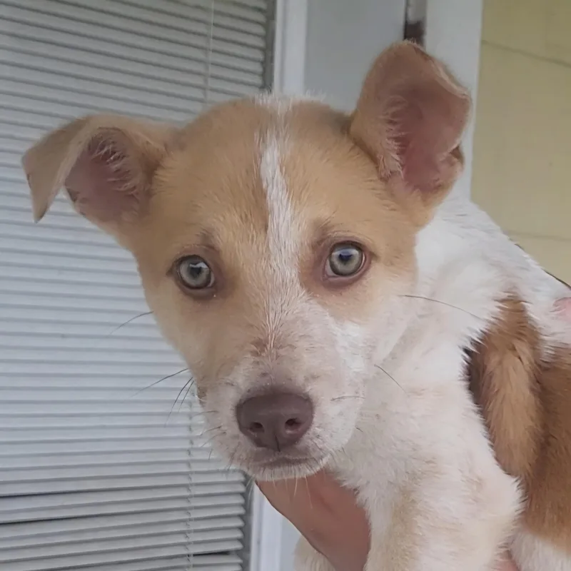 A baby small-sized male Apricot / Beige Mixed Breed dog named Clark for adoption in Rockdale, TX