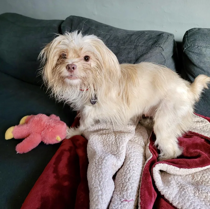 A young small-sized female Shih Tzu dog named Doralee for adoption in Cleveland, OH