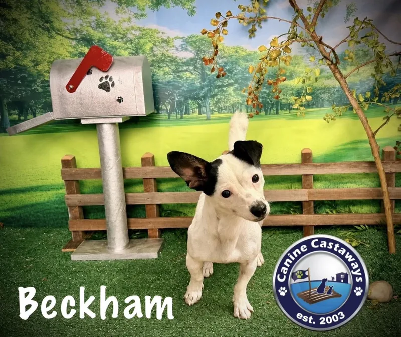 Beckham thumbnail 2