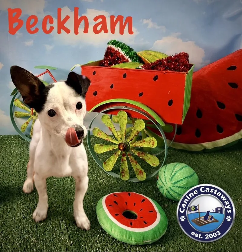 Beckham thumbnail 3