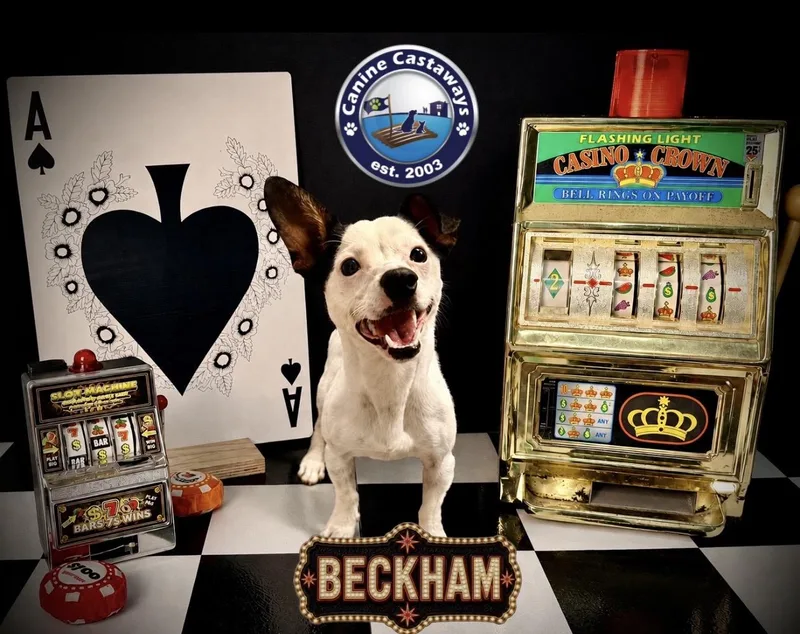 Beckham thumbnail 4