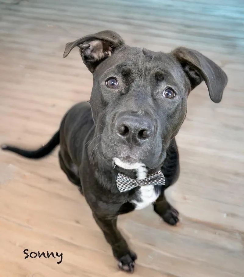 An adult medium-sized male Boxer dog named Sonny for adoption in Manchester, CT