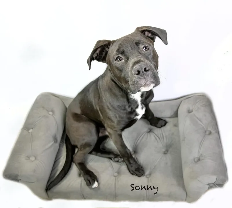 Sonny thumbnail 3