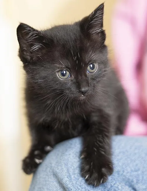 A baby medium-sized male Black Domestic Short Hair cat named Pepper for adoption in Chicago, IL