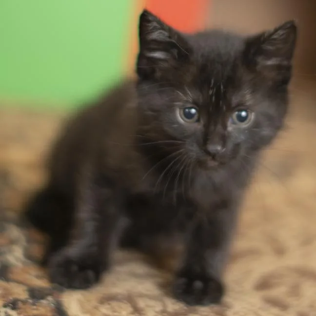 Pepper thumbnail 4