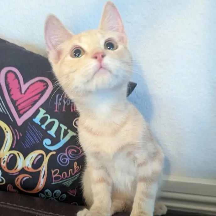 A baby small-sized male Orange / Red Domestic Medium Hair cat named Fritz for adoption in Las Vegas, NV