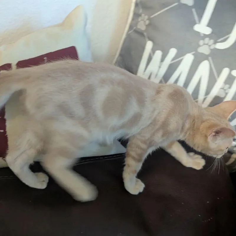 Fritz thumbnail 5