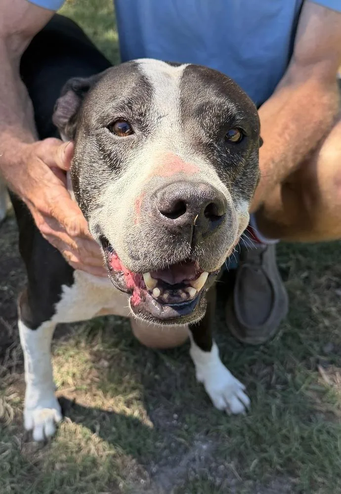 A senior large-sized male Tricolor (Brown, Black, & White) American Bulldog dog named Bato for adoption in Lakeland, FL