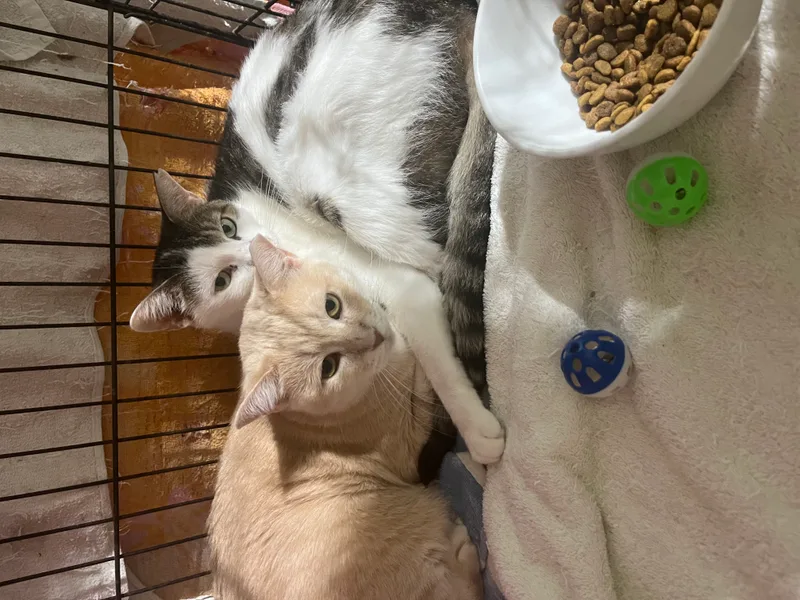 A young medium-sized female Cream Point Domestic Short Hair cat named Summer and Ella for adoption in Parkland, FL