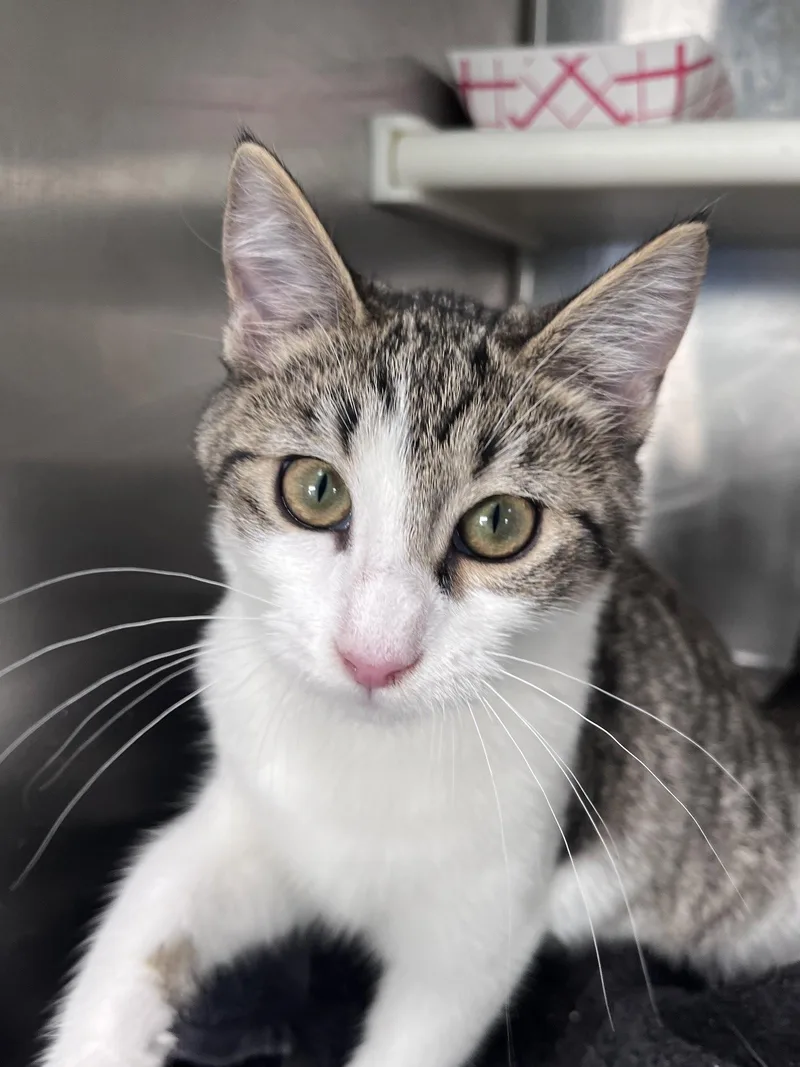 A young medium-sized female Domestic Short Hair cat named Lea for adoption in Carrollton, GA