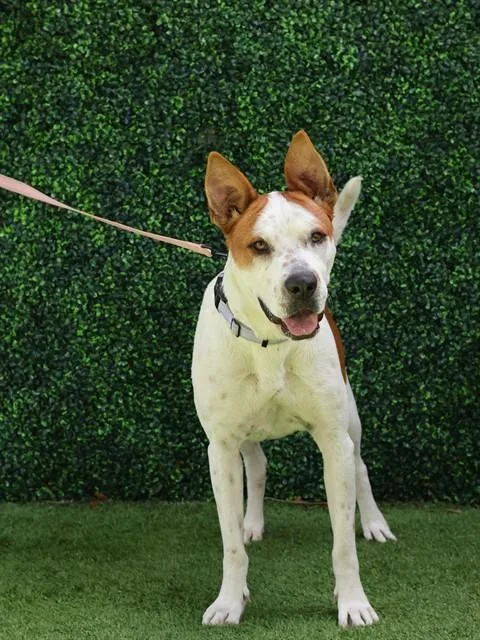 An adult large-sized male American Bulldog dog named Crash Bandicoot for adoption in Naples, FL