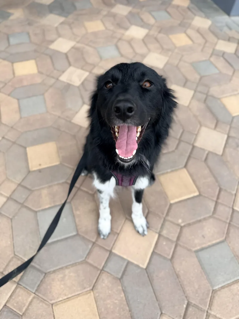 An adult medium-sized female White / Cream Border Collie dog named Chocoltae for adoption in Las Vegas, NV