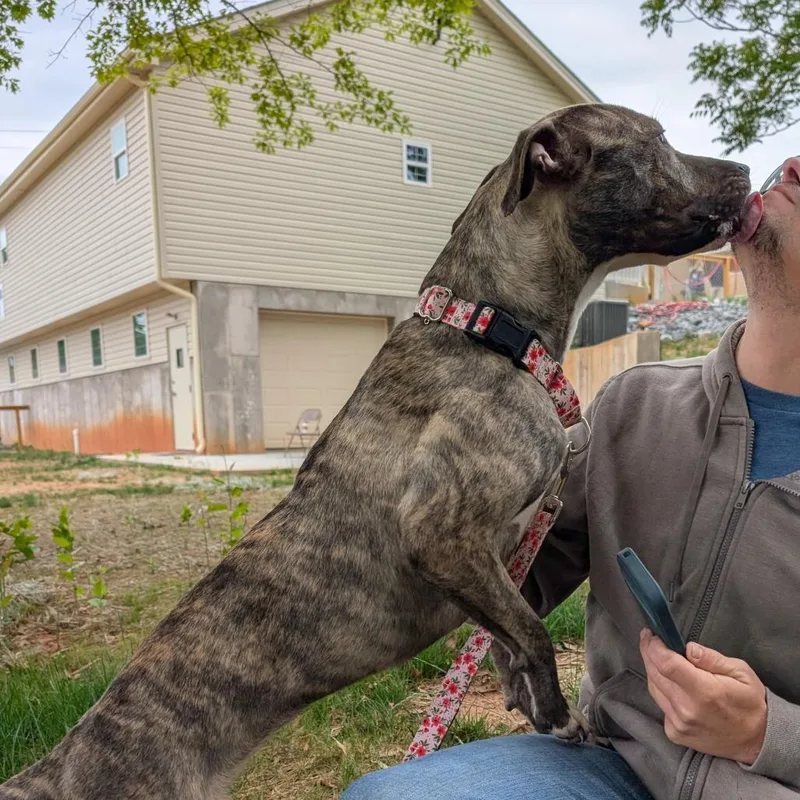 An adult medium-sized female Brown / Chocolate Boxer dog named Sasha for adoption in Lenoir, NC