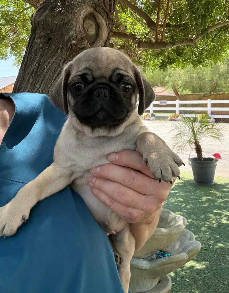 A young small-sized male Yellow / Tan / Blond / Fawn Pug dog named Zen for adoption in Temecula, CA