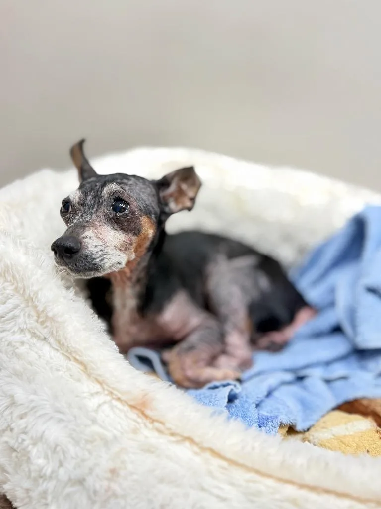 An adult small-sized female Chihuahua dog named Prue for adoption in Muskegon, MI