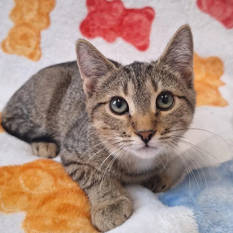 A baby small-sized female Brown / Chocolate Domestic Short Hair cat named Club Cracker for adoption in Attica, NY