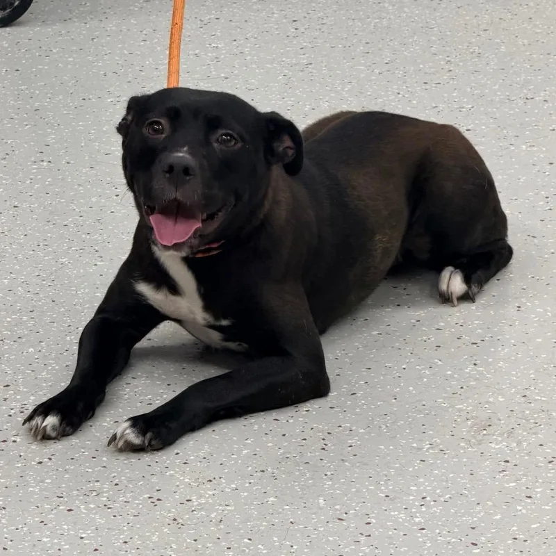 An adult medium-sized female Black Pit Bull Terrier dog named Bashful for adoption in Indianapolis, IN