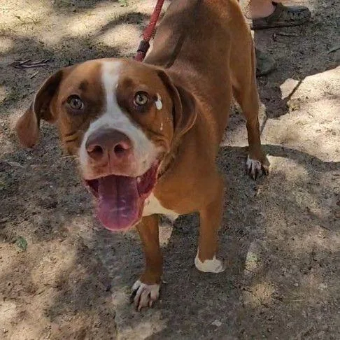An adult large-sized male Red / Chestnut / Orange Mixed Breed dog named Rusty for adoption in Allentown, PA