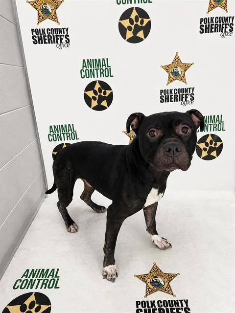 An adult medium-sized male American Bulldog dog named A for adoption in Winter Haven, FL
